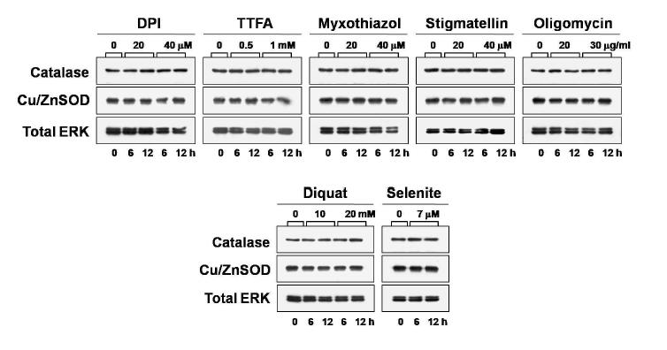 악성 glioma 세포주에서 mitochondrial complex inhibitor들과 diquat 또는 selenite처리에 의한 antioxidant 단백질 변화 분석