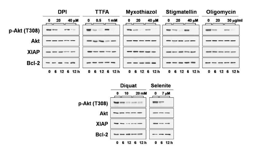 악성 glioma 세포주에서 mitochondrial complex inhibitor들과 diquat 또는 selenite처리에 의한 survival 관련 단백질 변화 분석