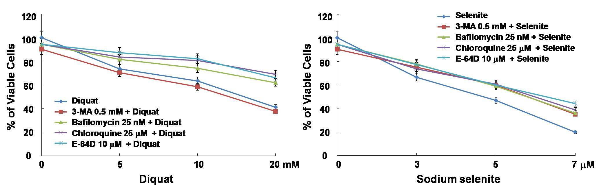 Diquat 또는 selenite에 의한 세포 사멸 유도 시 autophagy inhibitor 선 처리 효과 분석