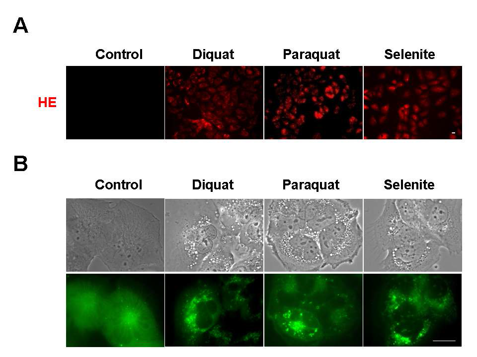 Superoxide generator에 의한 autophagy 유도