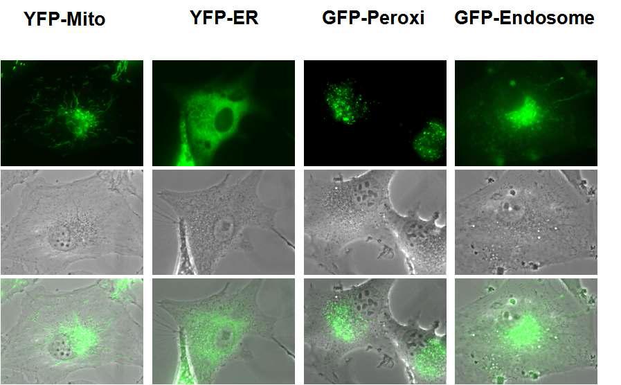 각종 organelle 선택적인 형광 발현 glioma 세포주의 구축