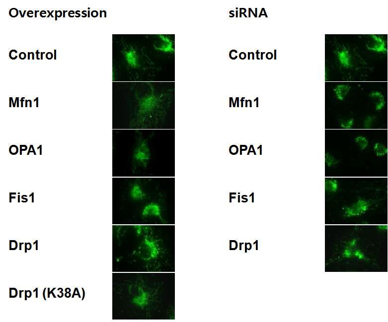 각 mitochondiral protein의 과발현 또는 knockdown을 통한 mitochondria의 형태 변화.