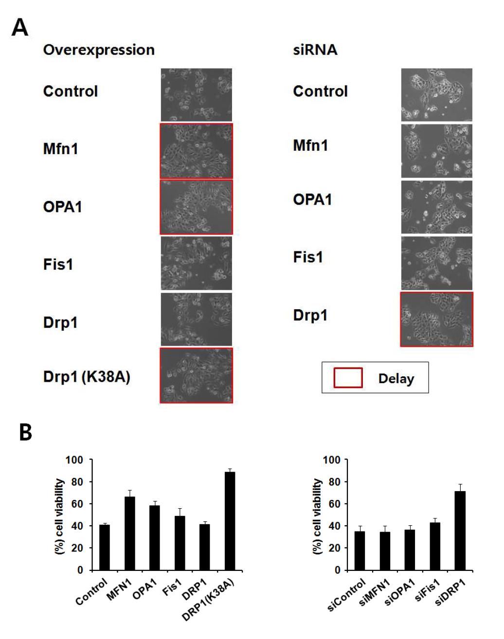 각 mitochondrial dynamics 조절 단백질이 selenite에 의한 mitophagic cell death에 미치는 효과.