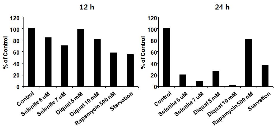 각 autophagy inducer 처리 후 세포 내 ATP level 분석