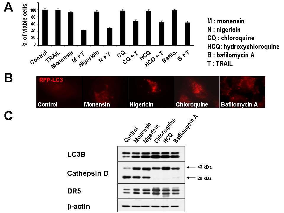 각종 autophagy inhibitor에 의한 TRAIL 매개 세포 사멸 증진