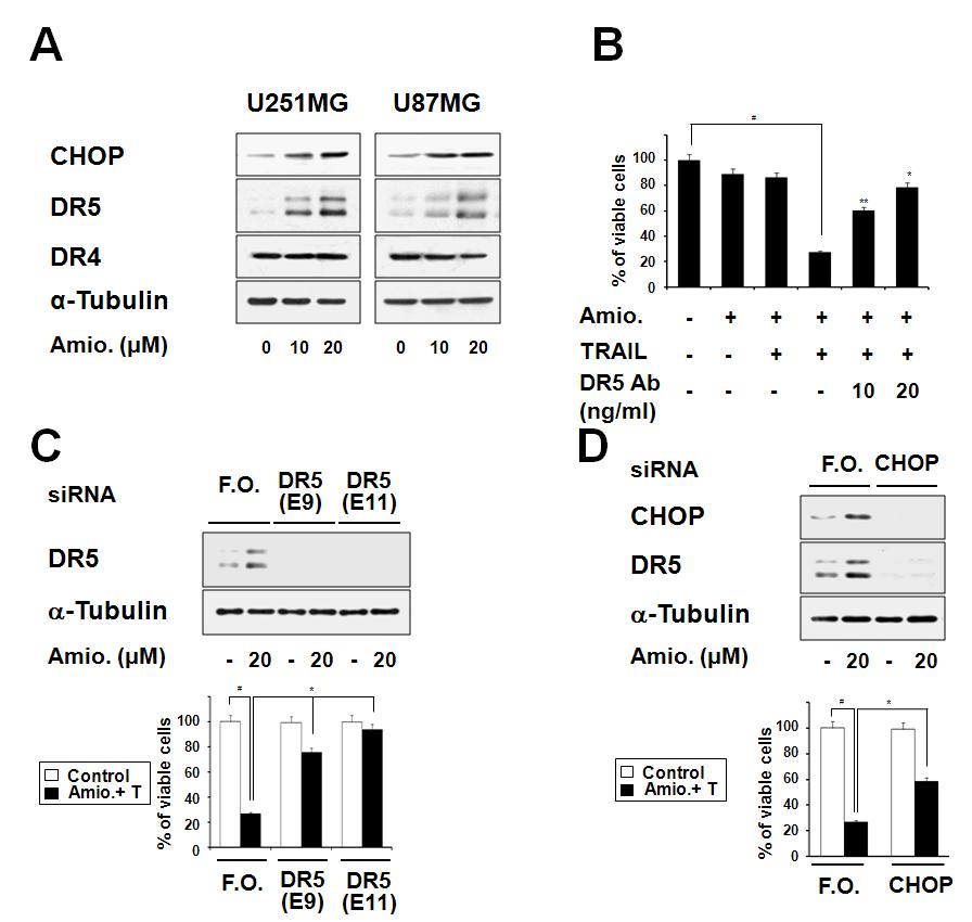 Amiodarone에 의한 TRAIL 매개 apoptosis 감작에 있어 CHOP과 DR5의 중요성