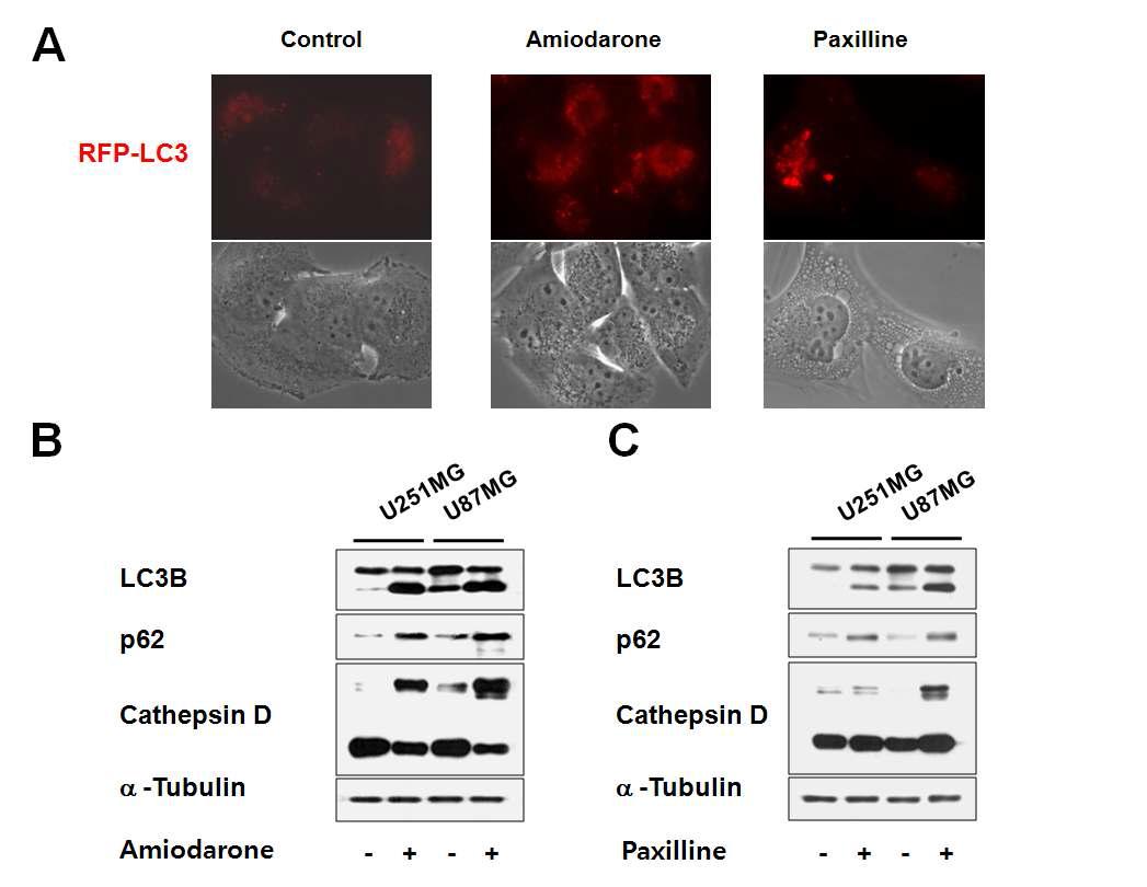 Amiodarone과 paxilline이 autophagy를 inhibition한다는 증거