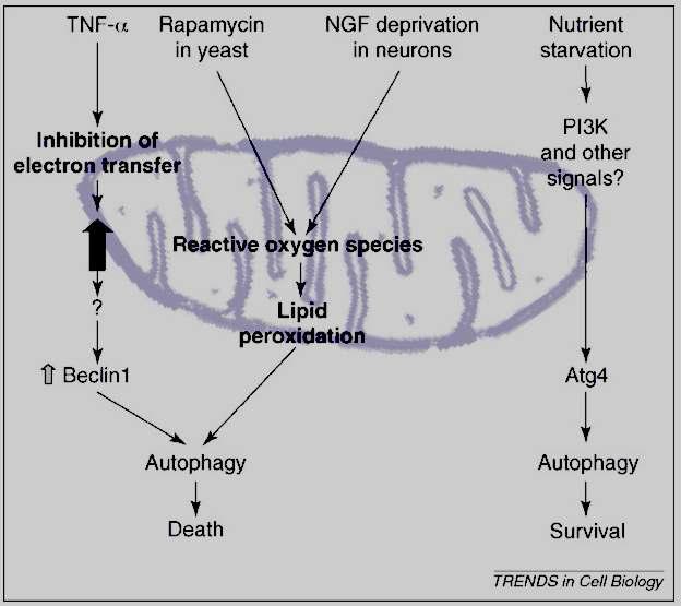 Mitochondria에서의 ROS생성과 autophagy의 유도