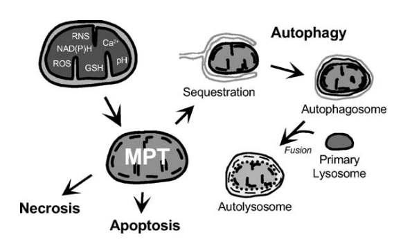 Autophagy 및 세포 사멸에 있어 mitochondrial permeability transition의 역할에 관한 모식도