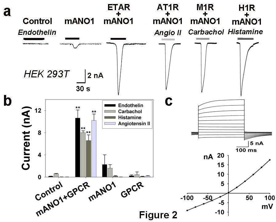 ANO1이 여러 수용체의 자극에 따라 활성된다는 증거
