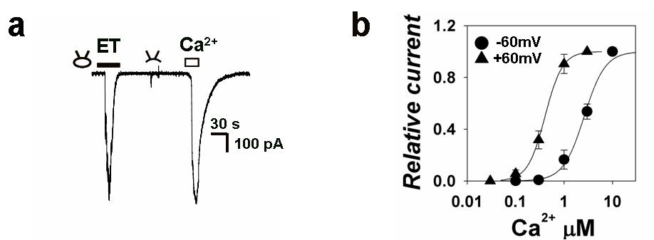 Activation of ANO1 by intracellular Ca2+