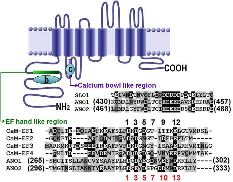 Ano1에 존재하는 Ca2+bowl like region과 EF-hand like region