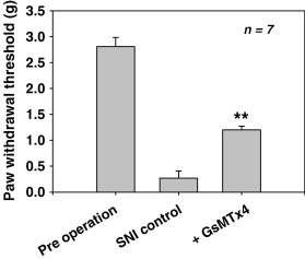 GsMTx4에 의한 신경병성 통증의 억제