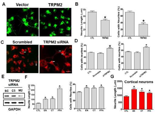 TRPM2 채널이 신경돌기 성장에서 기능