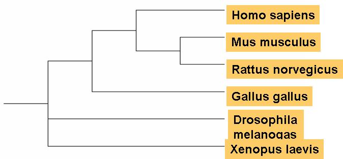 Dendogram of SRC189