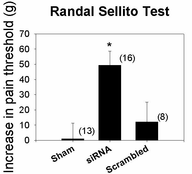SRC189 RNAi의 기계적 통증에 미치는 영향. RNAi를 주입한 흰 쥐는 기계적 통증의 역치가 크게 증가하였다