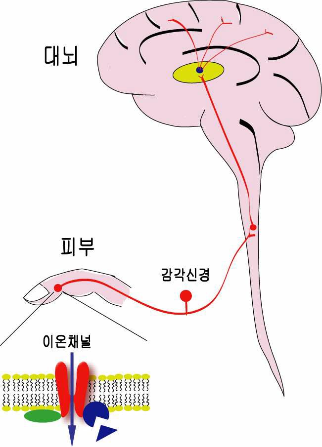 통증의 전달 경로