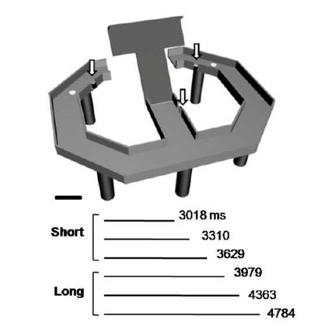 Figure 8-shaped maze. 흰원은 물이 주어지는 지점, 화살표는 photobeam sensor의 위치를 나타냄. Time interval이 주어지는 동안 중앙부분이 올라가 있어 쥐의 이동을 막고, time interval이 끝날 때 중앙부분이 내려와 쥐가 좌우를 선택함. 아래에 표시된 6개의 시간이 무작위적으로 주어짐. Scale bar: 10 cm.