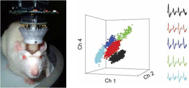 Tetrode recording. 좌측: 선조체에 12개의 tetrode를 삽입한 쥐의 사진. 윗부분은 headstage임. 우 측: 하나의 tetrode로 측정된 5개의 선조체 단단위 신경신호를 보여줌. 3개 채널에 잡힌 신호의 크기를 3차원 으로 표시했으며, 각 점은 하나의 단단위 신경신호를 나타냄. 5개의 cluster를 다른 색으로 표시했으며, 우측 에는 각 단단위 신경신호의 평균 waveform이 해당 색깔로 그려져 있음.
