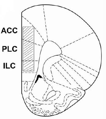 내측 전전두피질인 anterior cingulate cortex(ACC), prelimbic cortex(PLC), infralimbic cortex(ILC)로부터 신경신호 측정.