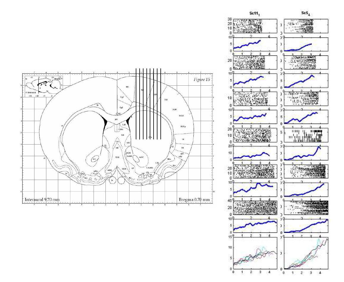 선조체 신경신호 측정 부위와 climbing activity 예. 좌측: Coronal section. 배측 선조체에 전극을 삽입하여 단단위 신경신호를 측정하였음 (그림은 Paxino and Watson, 2004, Rat Brain Atlas로부터). 우측: 시간추이에 따라 활성도를 서서히 높이는 두 개의 단단위 신경신호 예. 모든 시행을 지연기간에 따라 분류하 여 가장 짧은 지연기간부터 가장 긴 지연기간까지 신경신호를 위로부터 아래로 보여줌. 각 길이의 지연기간 당 raster plot(각 스파이크를 점으로 표시. 각 줄은 한 시행을 나타냄.)과 이에 근거한 spike density function plot(모든 시행을 합한 것)이 각각 표시됨. 맨 아래는 6개의 spike density function을 합쳐놓은 것 임.
