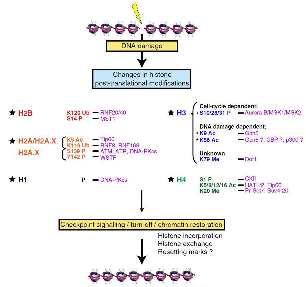 A histone code for the DNA damage response in mammalian cells