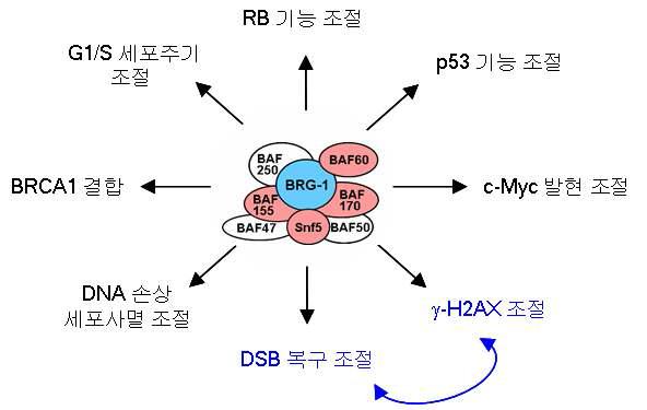 SW I/SNF의 암 억제 관련 기능