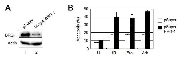 siRNA 발현벡터를 이용, BRG-1의 발현을 억제하였을 때, DSB에 의한 세포사멸 분석