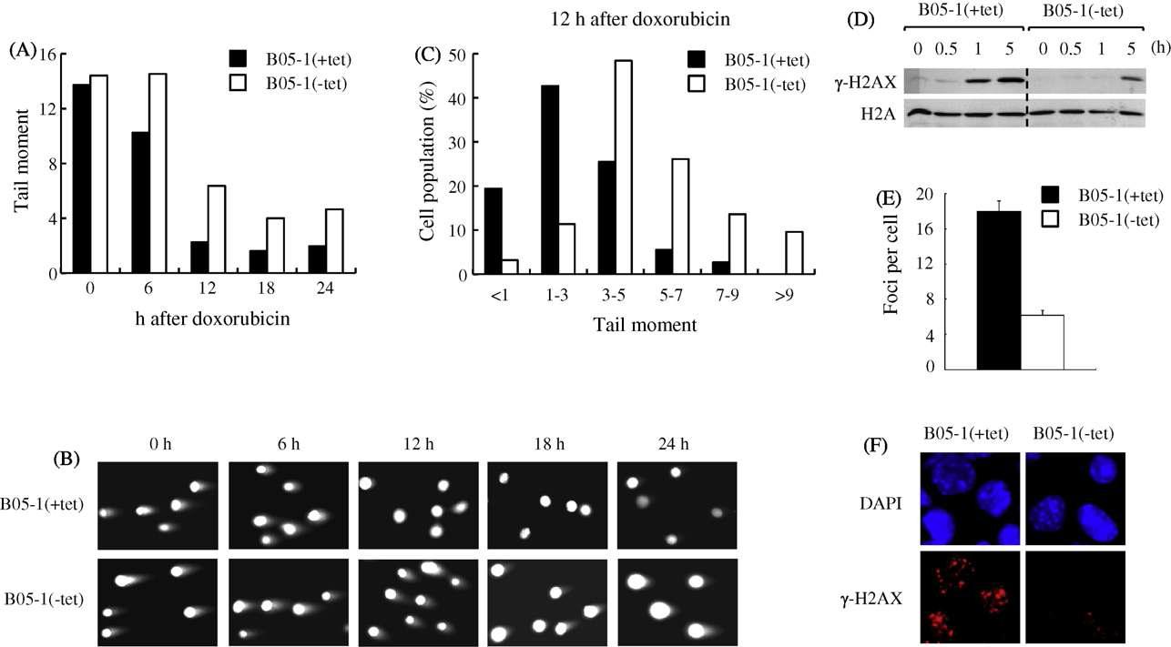 SW I/SNF가 adriamycin 처리에 의한 DNA 손상의 복구에도 γ-H2A X 발현을 통하여 중요하게 작용함