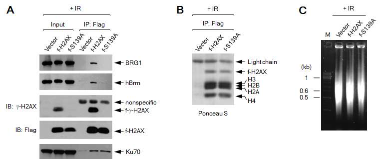 SWI/SNF binds to γ-H2AX nucleosomes in S139ph-dependent manner.