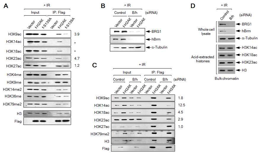 S139ph is required for the acetylation of H3 on γ-H2AX nucleosomes.