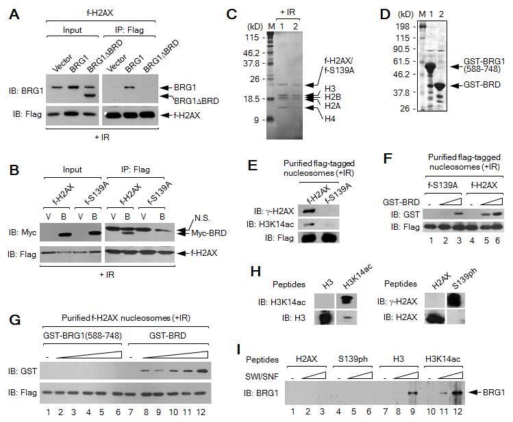 BRG1 binds to γ-H2AX nucleosomes by interacting with acetylated H3 through its bromodomain.