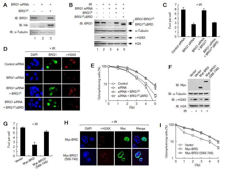 BRG1 binding to γ-H2AX nucleosomes is important for S139ph and DSB repair.