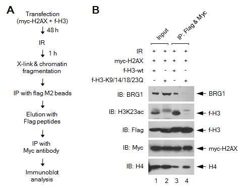 H3 acetylation is required for the binding of BRG1 to γ-H2AX nucleosomes.