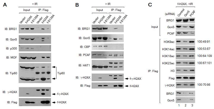 Gcn5 is responsible for the γ-H2AX-mediated H3 acetylation.