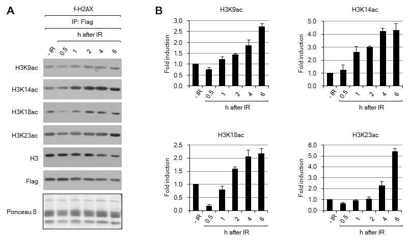 IR induces H3 acetylation on γ-H2AX nucleosomes.