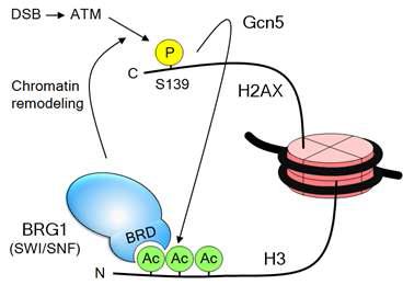 A model for the cooperative action of SWI/SNF, S139 and H3 acetylation during DSB repair.