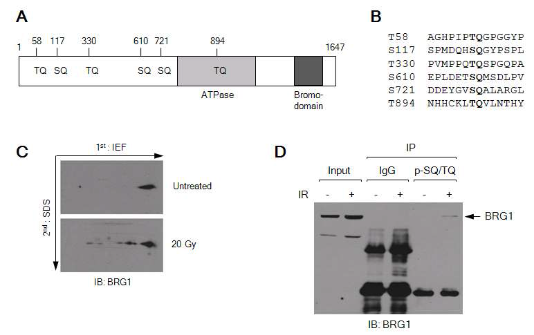 BRG-1은 DNA 손상을 입은 후 SQ/TQ motif에서 인산화됨.