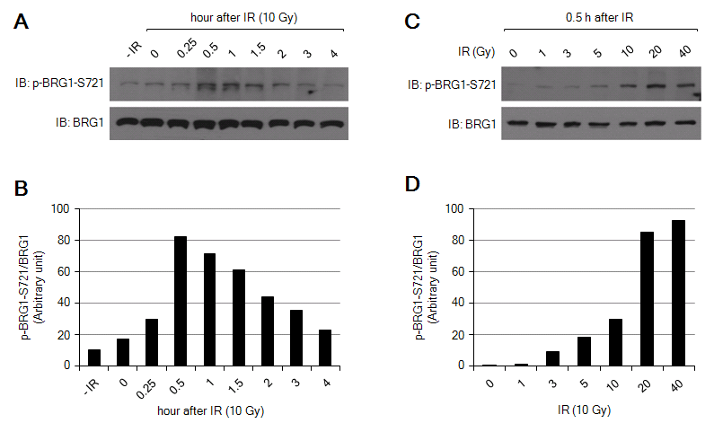 BRG-1은 생체 내 실험에서 DNA 손상 후 serine 721에서 빠르고 일시적으로 인산화됨.