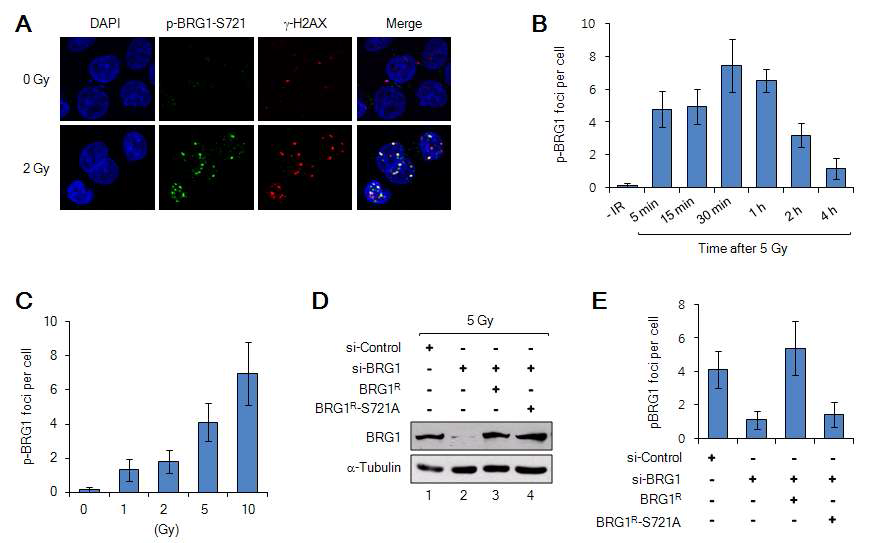 p-BRG1-S721의 foci 형태가 γ-H2AX와 중복됨.