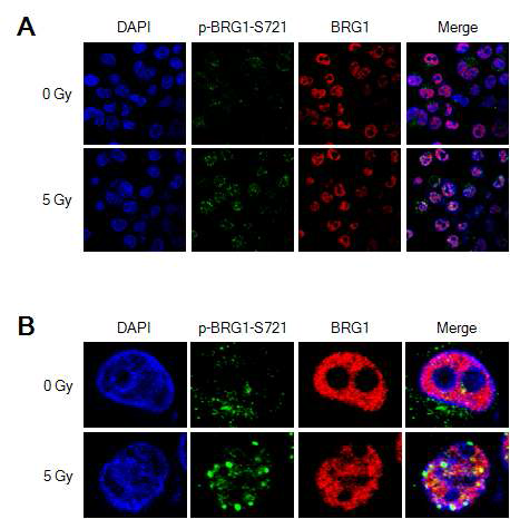p-BRG1-S721 foci는 BRG1과 중복됨.