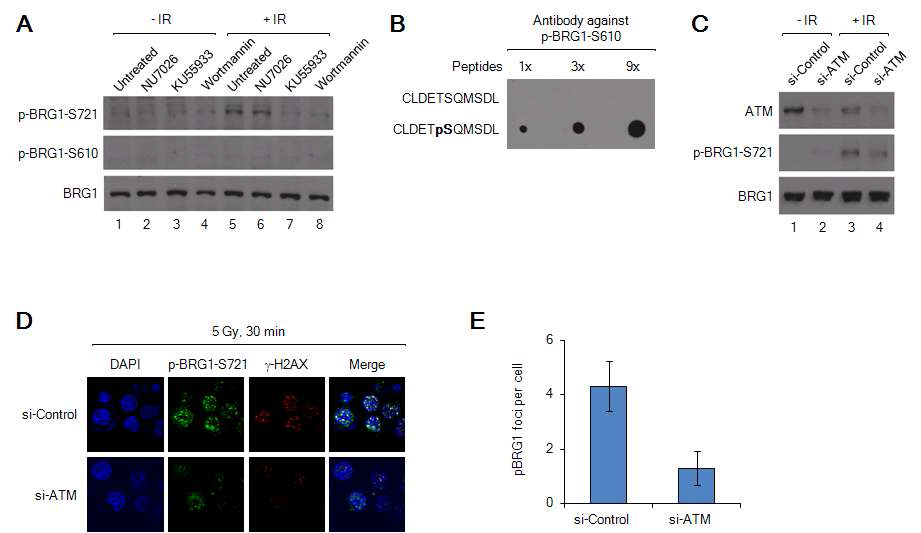 DNA 손상 후 BRG-1 serine 721의 인산화는 ATM에 의해 일어남.