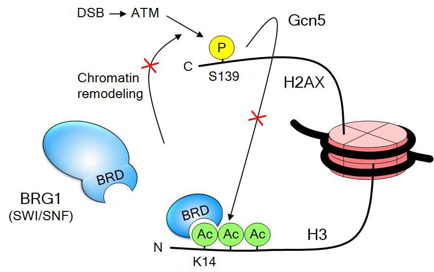 The BRD of BRG1 functions as a specific dominant negative inhibitor of the feedback activation loop among BRG1, γ-H2A X and H3 acetylation.