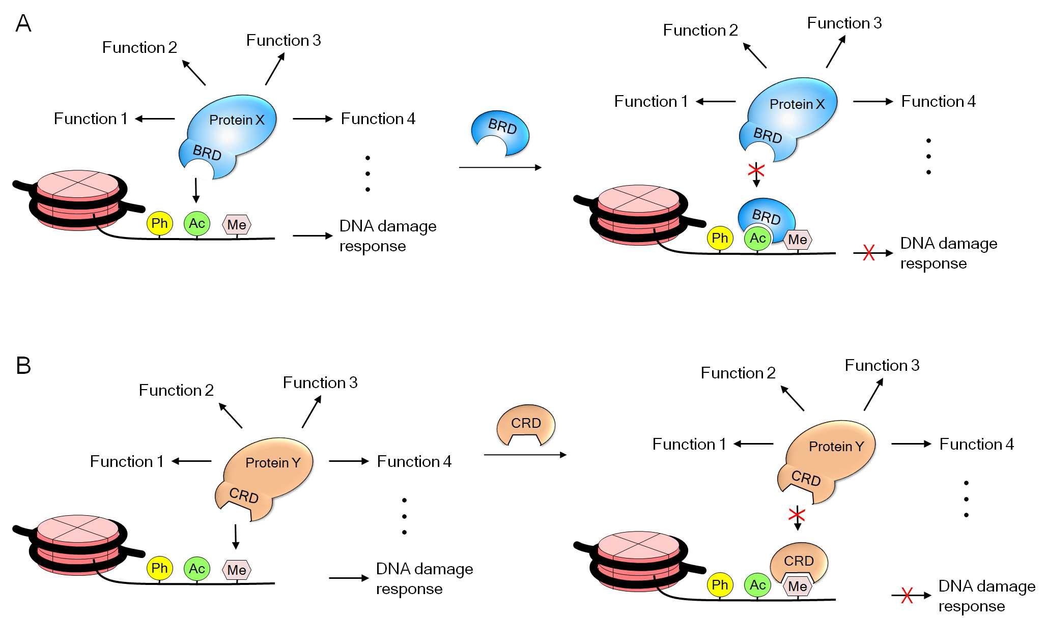 A general model for the specific inhibitory function of chromatin domains such as BRD and CRD in DNA damage response.