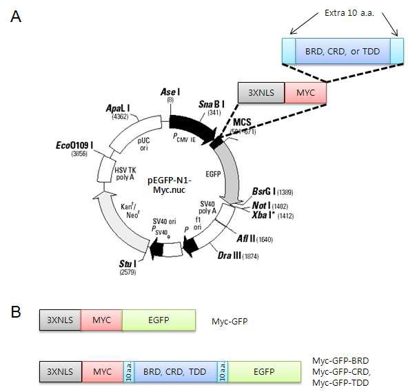 The expression vector for myc-tagged GFP-BRD, GFP-CRD and GFP-TDD proteins.