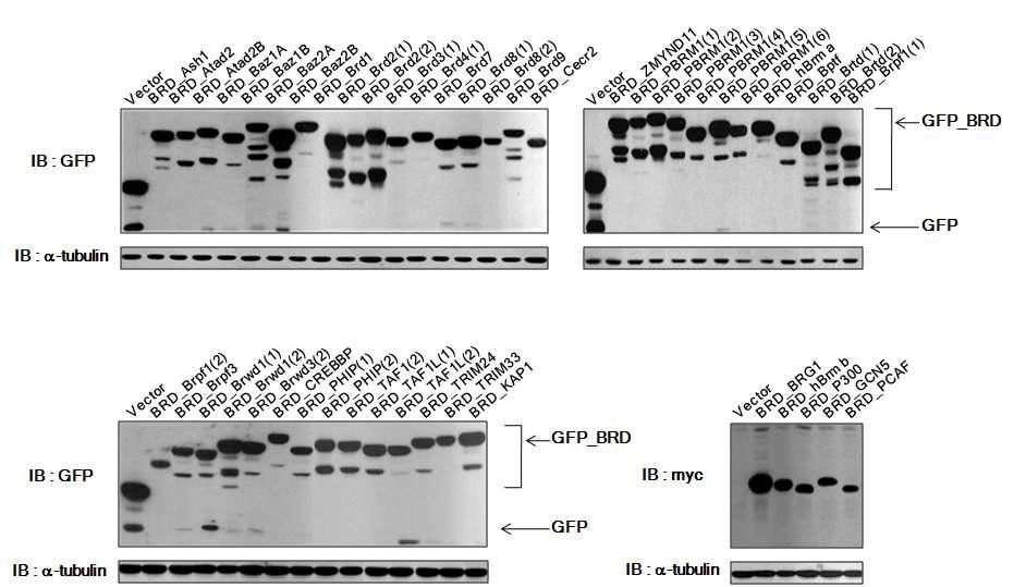 The expression vectors for 95 different human GFP-BRDs were transfected into 293T cells and the levels of protein expression was analyzed by immunoblot.