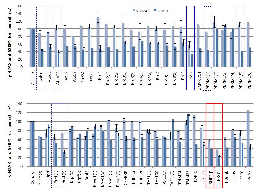 The results of the screening of 53 human BRDs for the inhibitory activity towards γ-H2A X and 53BP1 foci formation after IR.