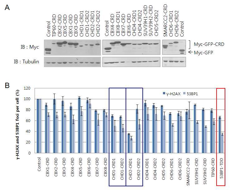 The results of the screening of 21 human CRDs for the inhibitory activity towards γ-H2A X and 53BP1 foci formation after IR.