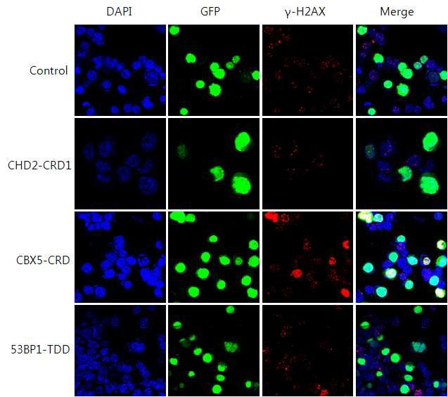 Representative confocal images in the experiments shown in Fig. 33.