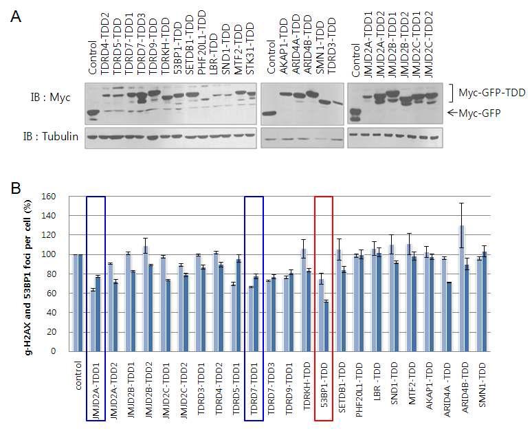 The results of the screening of 23 human TDDs for the inhibitory activity towards γ-H2A X and 53BP1 foci formation after IR.